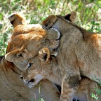 Coccole (panthera leo) Coccole (panthera leo)
