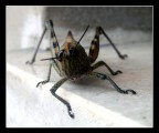 Macro 2 Macro 2