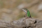 Lucertola Agile - Lacerta agilis L. Lucertola Agile - Lacerta agilis L.