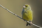 Verdone (Chloris chloris)