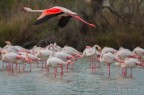 Fenicottero rosa Fenicottero rosa
