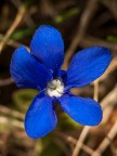 Piccolo fiore blu Piccolo fiore blu