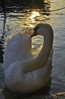 cigno cigno