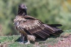 Non voglio vedere volare una mosca.....