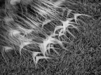 Peacock feathers