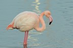 Fenicottero rosa Fenicottero rosa