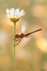 Sympetrum fonscolombii &#9794; (Slys, 1840) (Odonata  Libellulidae)

Canon EOS 7D + Sigma 180mm f/3.5 EX DG HSM Macro

Suggerimenti e critiche sempre ben accetti
[url=http://www.rossidaniele.com/HR/_MG15114copia-mdc-1500.jpg]Versione HR[/url]