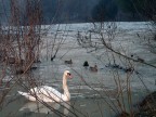 Fauna torrente Arda Fauna torrente Arda