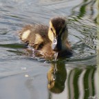 Germano reale Germano reale