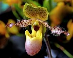 ***Pelosa***