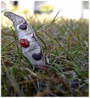 Surfista in erba ripostato Surfista in erba ripostato