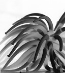 tentacular tentacular