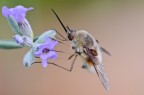 Bombylius minor Bombylius minor