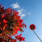 Primavera Primavera