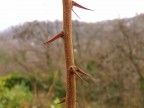 Dicono che venne usata questa pianta per la corona di spine.