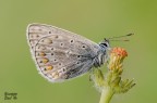 Licenide