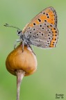 Lycaena Thersamon Lycaena Thersamon