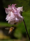 Ape e aquilegia Ape e aquilegia