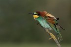 il primo della stagione il primo della stagione