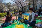 Hanami
