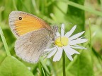 Coenonympha pamphilus Coenonympha pamphilus