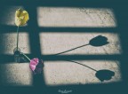 colori&amp;ombre