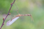 La prima empusa del 2017