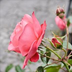 Bella come una rosa Bella come una rosa