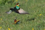 Gruccioni_ Merops apiaster Gruccioni_ Merops apiaster