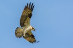Falco pescatore Falco pescatore