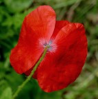 Ne ho fatta anche un'altra col diaframma pi aperto per sfuocare lo sfondo, ma mi venivano sfocati anche i bordi dei petali...ho preferito questa...avr fatto bene???

kampes