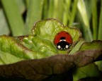 Parcheggiata Parcheggiata