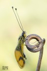 Libelloides longicornis