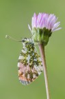 L'Anthocharis carcamines  una delle pi tipiche farfalle primaverili.
Il nome comune Aurora deriva dalla macchia arancione presente sulle ali anteriori dei maschi.
Critiche e commenti sono graditi
[url=http://funkyimg.com/view/2thcf]H.R.[/url]
MVM2829