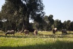 Ulivi e Pecore Ulivi e Pecore