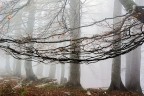 l'amaca