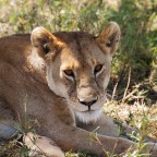 ritratto di signora (panthera leo) ritratto di signora (panthera leo)
