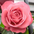 Bella come una rosa Bella come una rosa