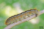 Melasocoma castrensis