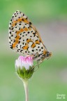 Melitaea didyma Melitaea didyma