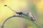 Lacteus