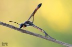 Ammophila Ammophila