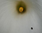 calla calla