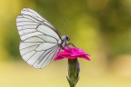Aporia