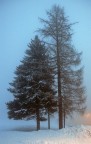 Alberi nella nebbia Alberi nella nebbia