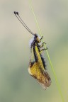 Libelloides coccajus