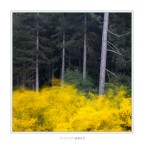 Niente può Niente può