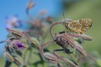 Melitaea phoebe ambientata Melitaea phoebe ambientata