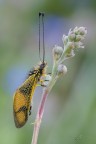 Libelloides longicornis Libelloides longicornis