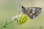 Pyrgus